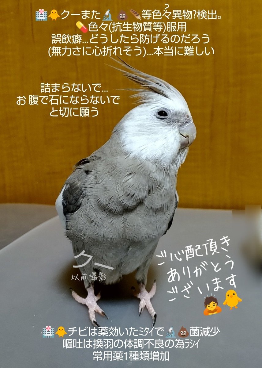 (GWｱｹ?)🏥待合室ｶﾜｲｲ🐣さん(お迎え検診?!)結構いた💓
(話しかけられ)🐥談議?して楽しく過ごせたｹﾄﾞ…3名位?😳立て続けに寄生虫ﾐﾀｲ💦
(薬 直接投与か飲み水にするのか悩んでいた←早めにわかって良かった💦)
お迎え検診 大切…