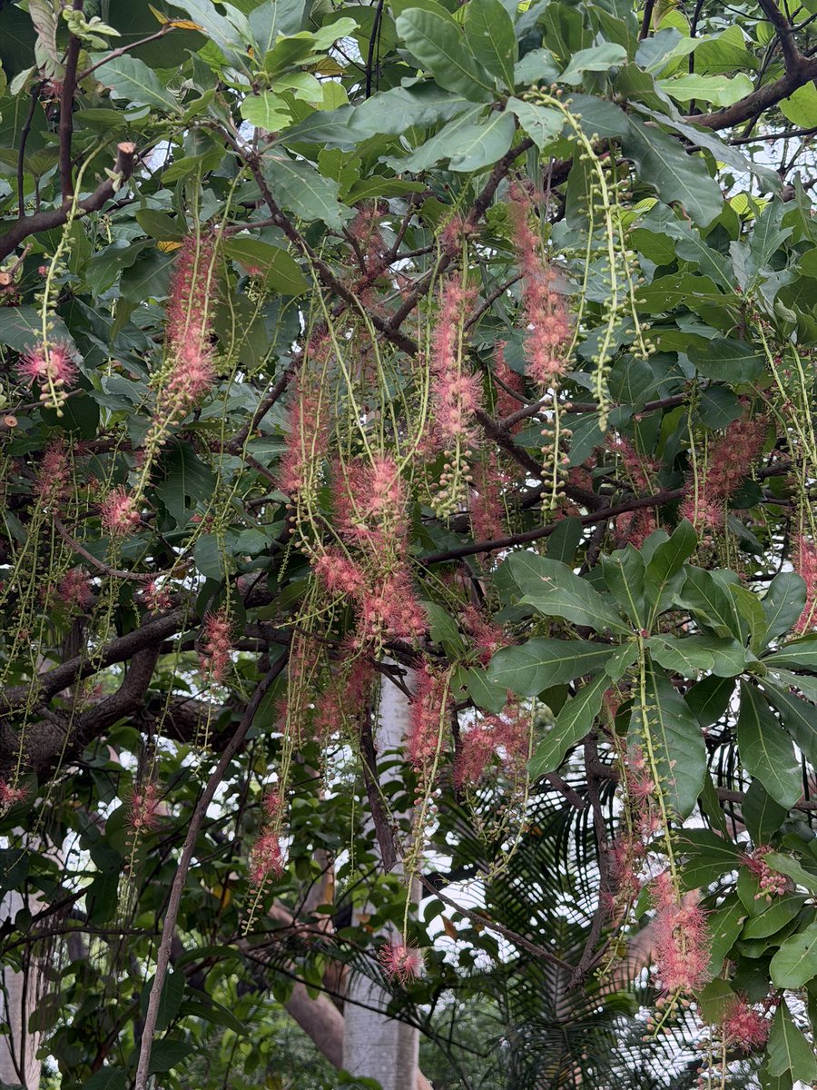 orijeet's tweet photo. Hijal (Bengali), Hijjal (Hindi), Indian Oak, is a large tree common to freshwater saturated soils — hence the epithet Fresh Water Mangrove.

Can be seen in urban recreation spaces, Barringtonia acutangula (Family Lecythidaceae) has a rough, fissured, grey bark and obovate leaves.

Flowers are red, borne on long , pendulous racemes. The flowers shed and carpet the ground below.

I find it a striking species, an Indian species. Should it be tried in waterlogged soils in other states?

@IcfreIndia @moefcc @bsi_moefcc @rameshpandeyifs @GobindsagarBha1 @ParveenKaswan @vrtiwari1 @tewari23san @kasturi_sule @bmbalap @manassingh_ifs @dharmkhandal @TreesDelhi @vrtiwari1 @JaipalSing60174 @ForestRajasthan 
#floweringtrees #biodiversity #floraofindia