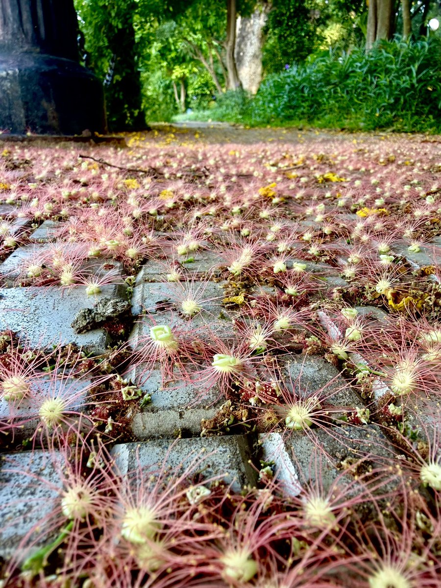orijeet's tweet photo. Hijal (Bengali), Hijjal (Hindi), Indian Oak, is a large tree common to freshwater saturated soils — hence the epithet Fresh Water Mangrove.

Can be seen in urban recreation spaces, Barringtonia acutangula (Family Lecythidaceae) has a rough, fissured, grey bark and obovate leaves.

Flowers are red, borne on long , pendulous racemes. The flowers shed and carpet the ground below.

I find it a striking species, an Indian species. Should it be tried in waterlogged soils in other states?

@IcfreIndia @moefcc @bsi_moefcc @rameshpandeyifs @GobindsagarBha1 @ParveenKaswan @vrtiwari1 @tewari23san @kasturi_sule @bmbalap @manassingh_ifs @dharmkhandal @TreesDelhi @vrtiwari1 @JaipalSing60174 @ForestRajasthan 
#floweringtrees #biodiversity #floraofindia