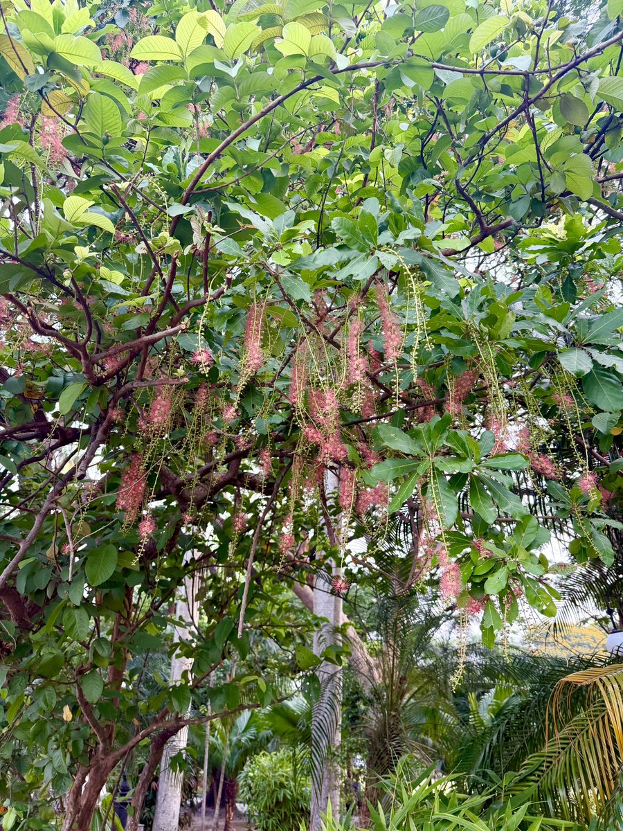 orijeet's tweet photo. Hijal (Bengali), Hijjal (Hindi), Indian Oak, is a large tree common to freshwater saturated soils — hence the epithet Fresh Water Mangrove.

Can be seen in urban recreation spaces, Barringtonia acutangula (Family Lecythidaceae) has a rough, fissured, grey bark and obovate leaves.

Flowers are red, borne on long , pendulous racemes. The flowers shed and carpet the ground below.

I find it a striking species, an Indian species. Should it be tried in waterlogged soils in other states?

@IcfreIndia @moefcc @bsi_moefcc @rameshpandeyifs @GobindsagarBha1 @ParveenKaswan @vrtiwari1 @tewari23san @kasturi_sule @bmbalap @manassingh_ifs @dharmkhandal @TreesDelhi @vrtiwari1 @JaipalSing60174 @ForestRajasthan 
#floweringtrees #biodiversity #floraofindia