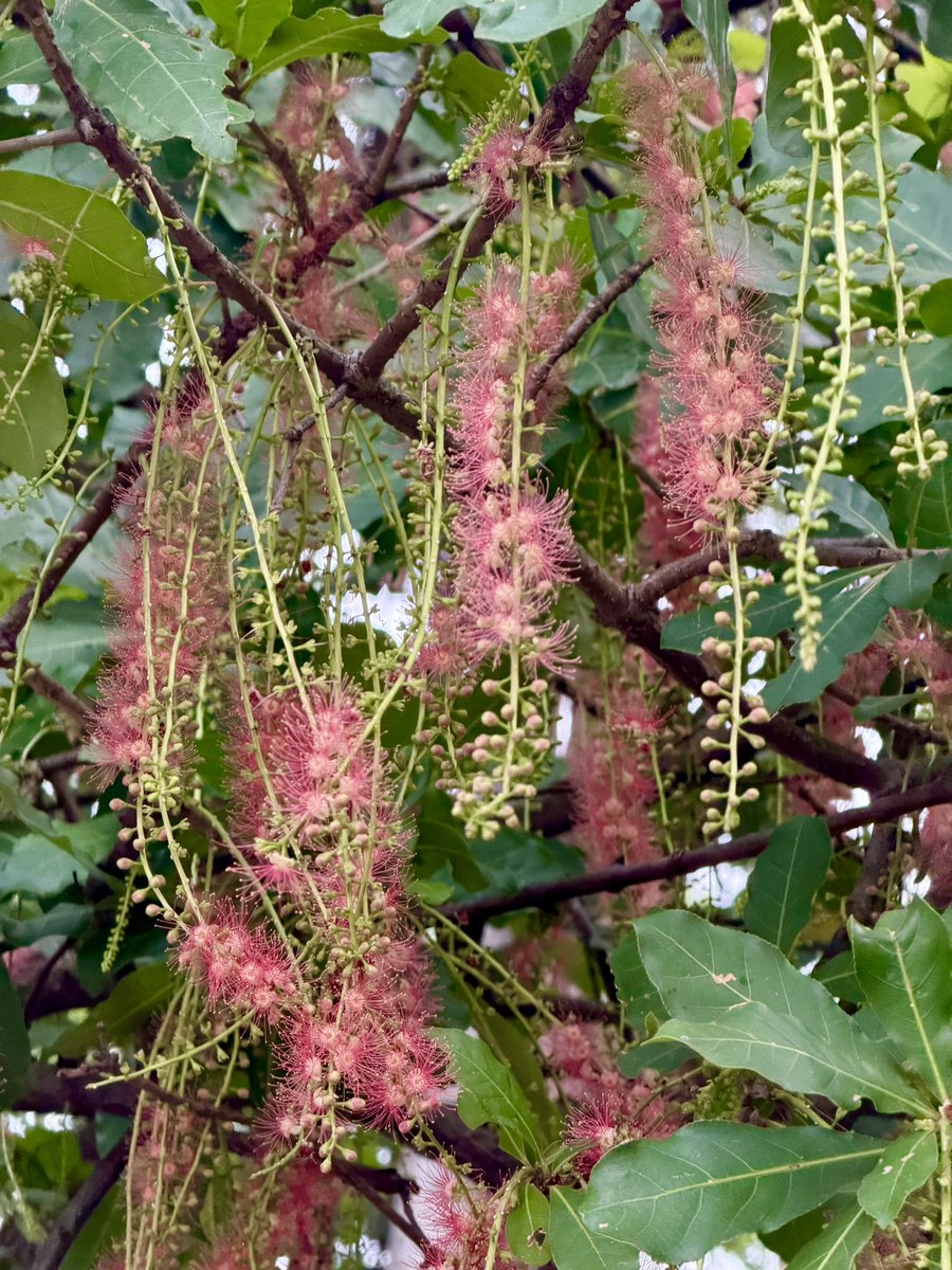 orijeet's tweet photo. Hijal (Bengali), Hijjal (Hindi), Indian Oak, is a large tree common to freshwater saturated soils — hence the epithet Fresh Water Mangrove.

Can be seen in urban recreation spaces, Barringtonia acutangula (Family Lecythidaceae) has a rough, fissured, grey bark and obovate leaves.

Flowers are red, borne on long , pendulous racemes. The flowers shed and carpet the ground below.

I find it a striking species, an Indian species. Should it be tried in waterlogged soils in other states?

@IcfreIndia @moefcc @bsi_moefcc @rameshpandeyifs @GobindsagarBha1 @ParveenKaswan @vrtiwari1 @tewari23san @kasturi_sule @bmbalap @manassingh_ifs @dharmkhandal @TreesDelhi @vrtiwari1 @JaipalSing60174 @ForestRajasthan 
#floweringtrees #biodiversity #floraofindia