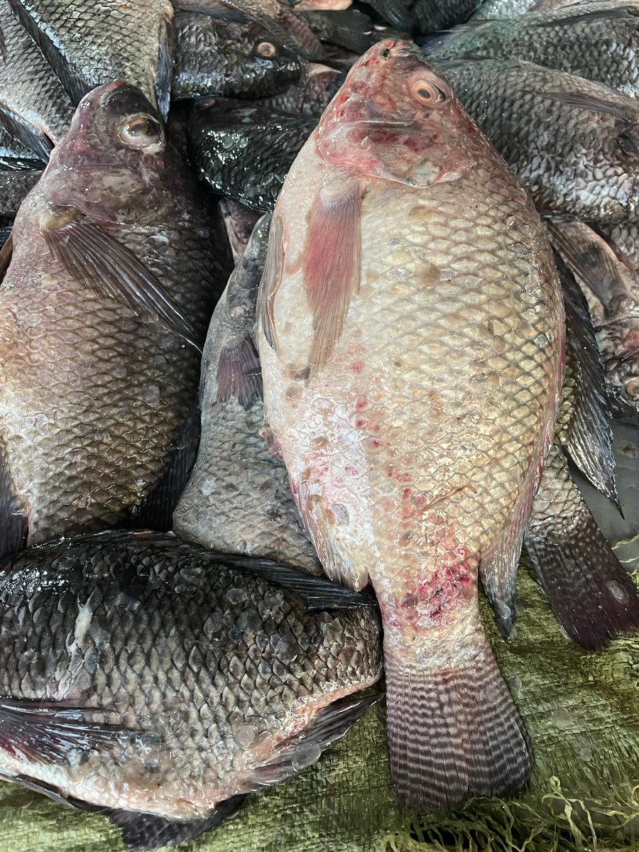 MarekaMalili's tweet photo. Kumekucha.
Kwa mahitajibya samaki Fresh na wa Kukaanga, Nipigie 0762344677 https://t.co/olia2WDEDy
