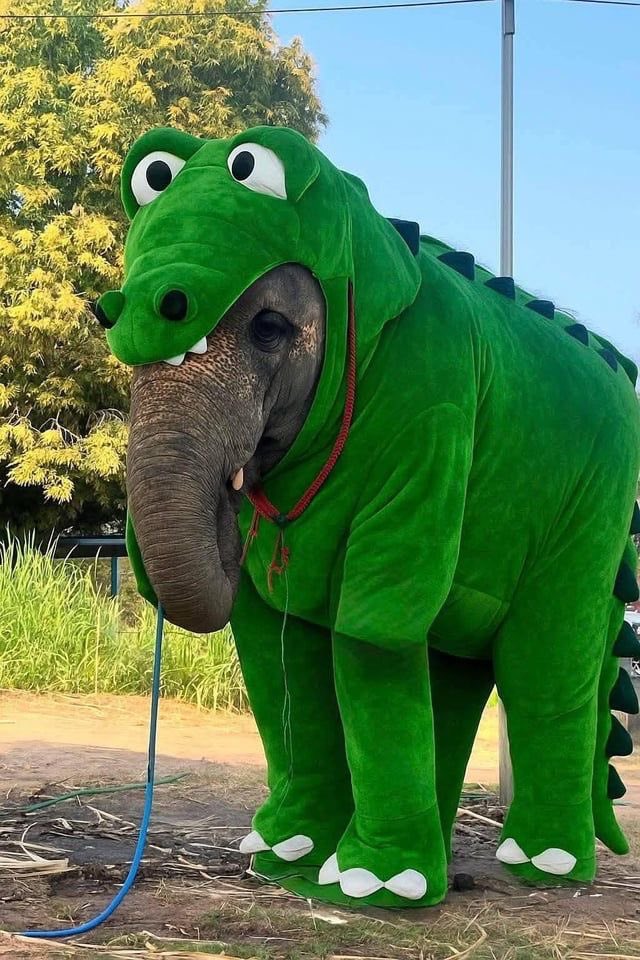 trunkincrisis's tweet photo. rawr https://t.co/YvrIN6taOz