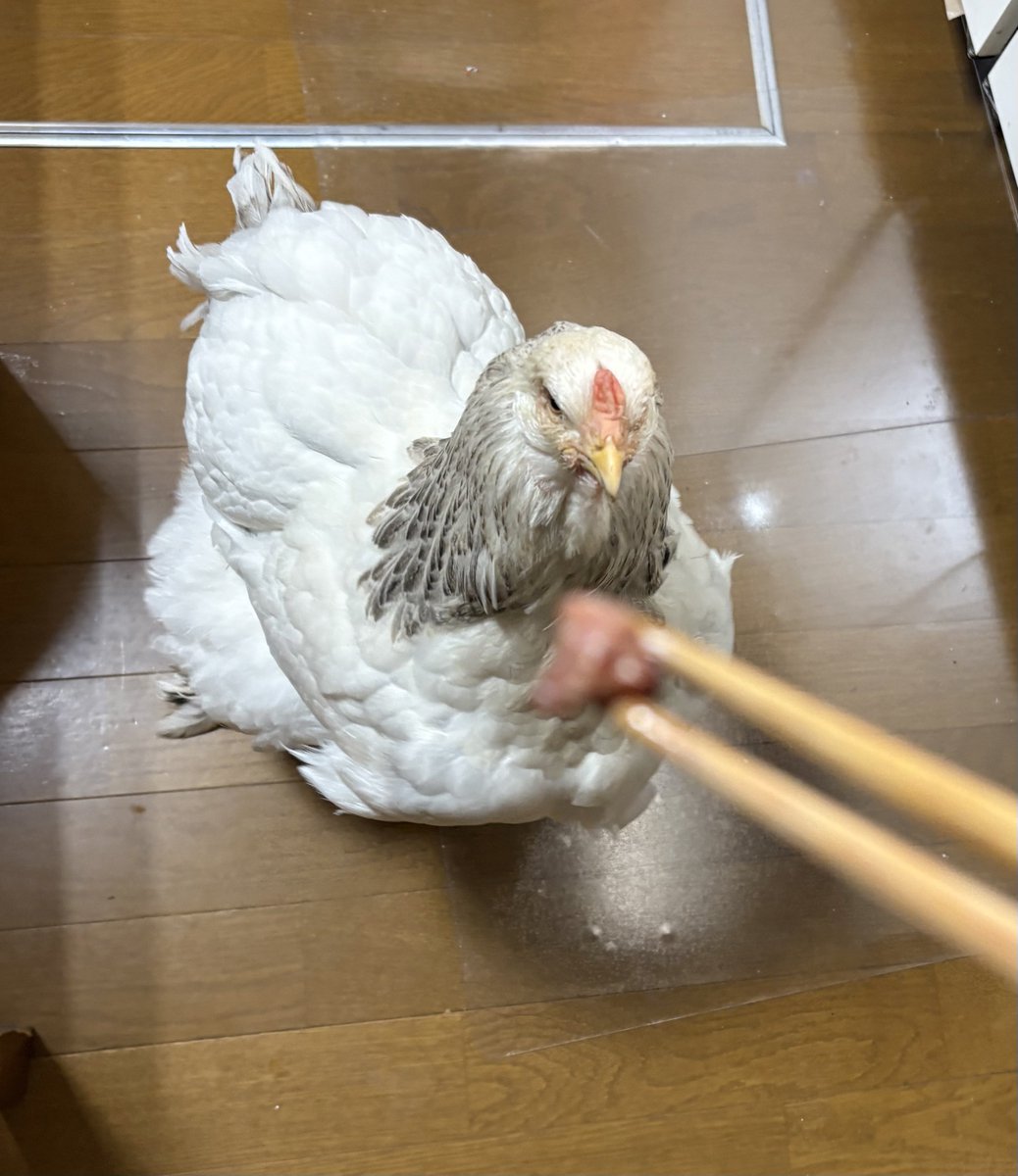 Genmai_m's tweet photo. A5ランク黒毛和牛食べる鳥(味わいません) https://t.co/KFeaBkZb0R
