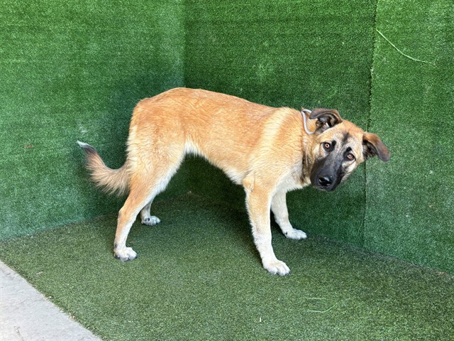 LancasterAnimalShelt tweet media