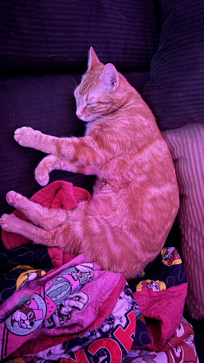 🏳️‍⚧️🫶🏻walkup kitties tweet media