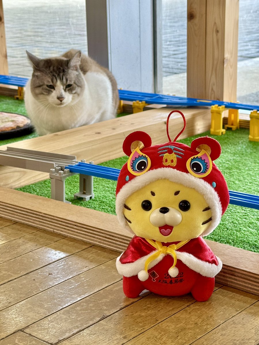 保護猫カフェ 大阪文化館・ジオラマ食堂 Cats Wonderland Osaka-bay tweet media