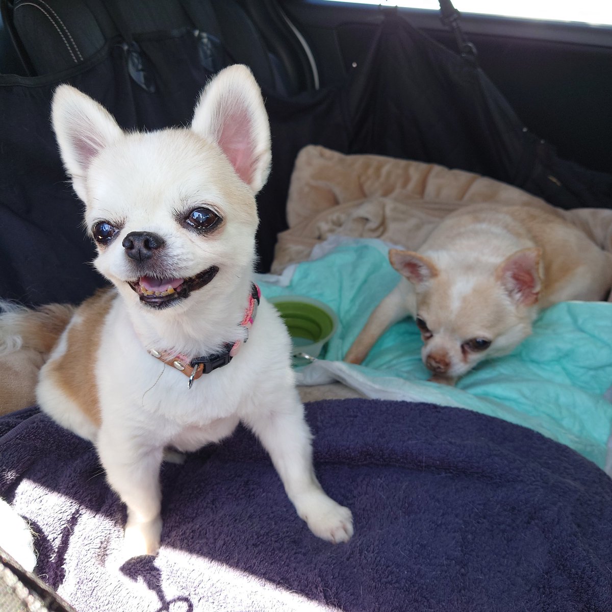 こんにちワン☀️ ドライブだワン🐶🐶🚗 #チワワ