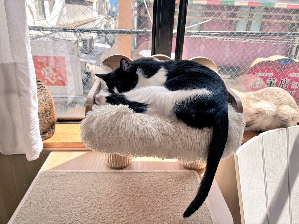 大阪難波 保護猫カフェ猫の恵庭 tweet media