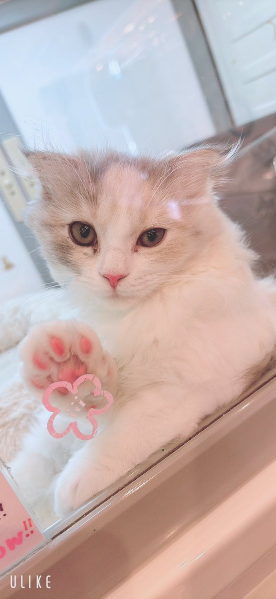 ♭ゆき･もーん tweet media