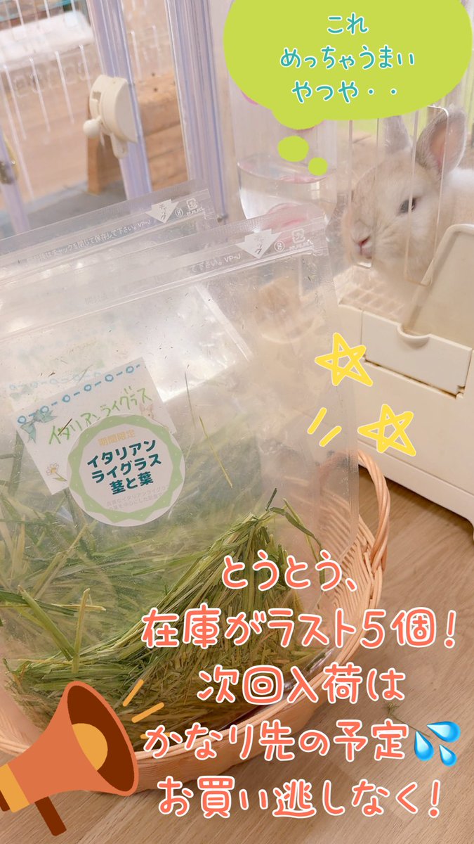横須賀のうさぎ専門店ラビットハウスサニー tweet media