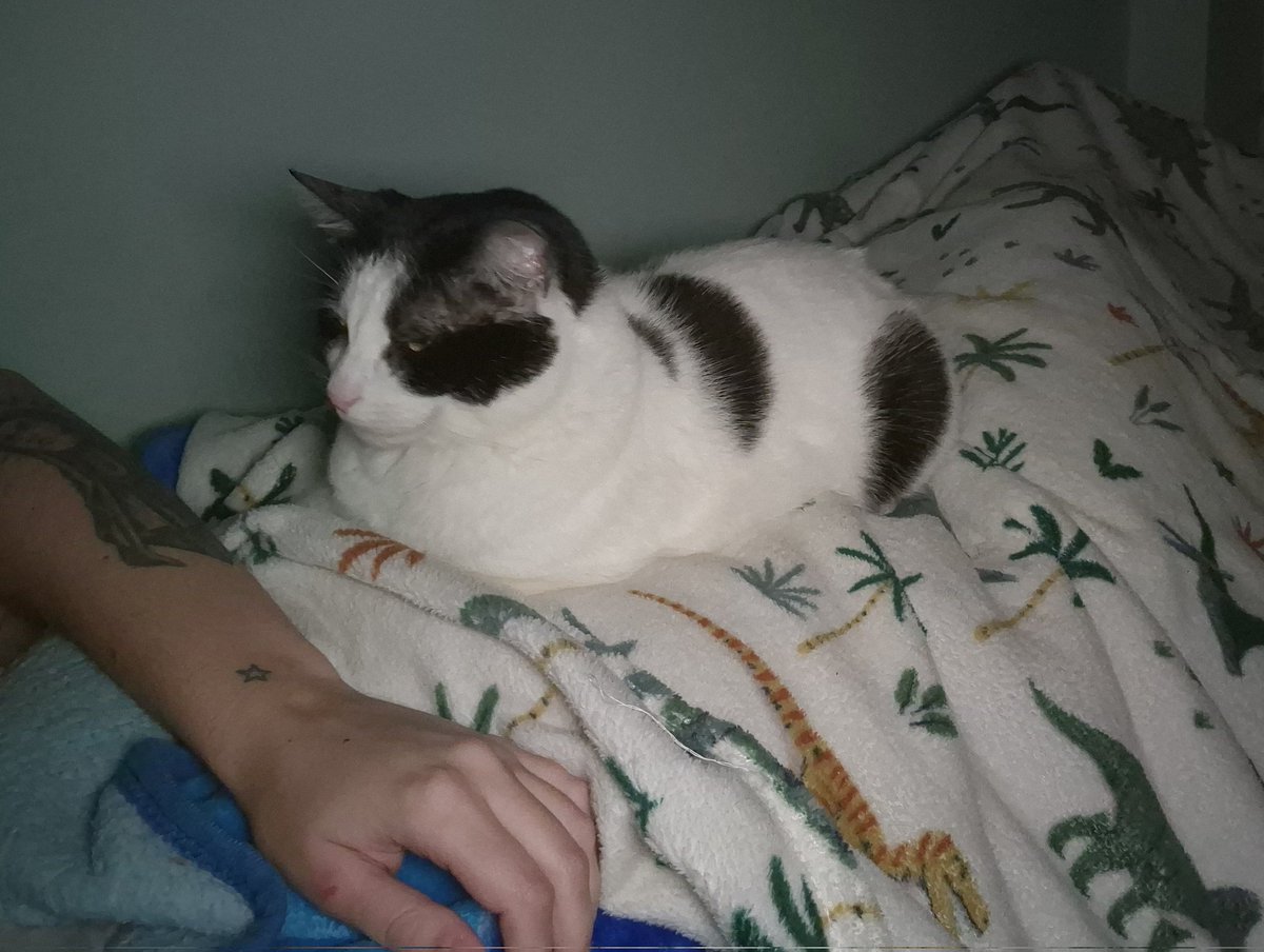 todo el verano estuvo desaparecido el choto este y ahora viene a dormir conmigo