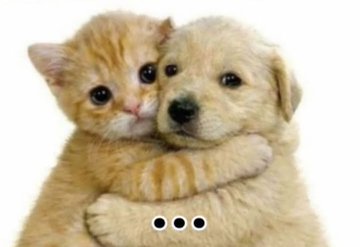 cats 🐈 tweet media
