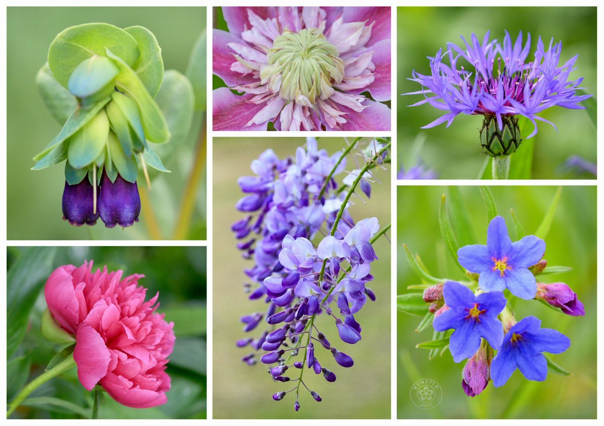 Flowers from my garden for #SixOnSaturday: honeywort, clematis, perennial cornflower, peony, wisteria, and blue gromwell.