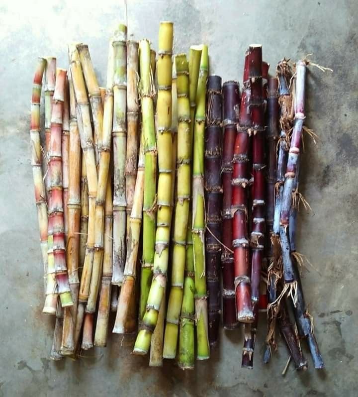 sugar cane