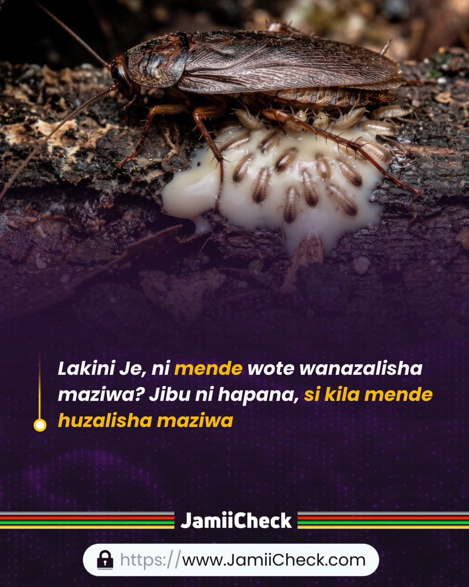 Jamii Check tweet media