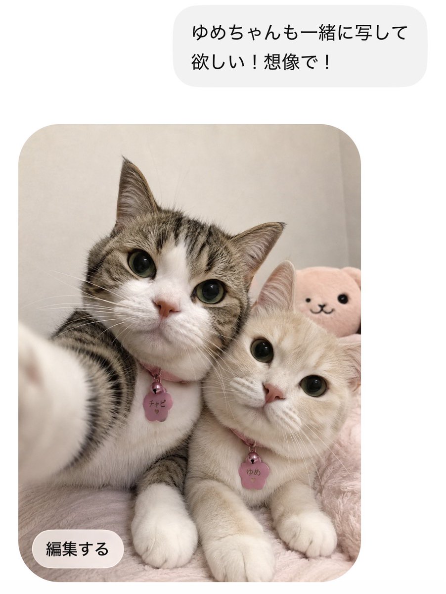 ちなみに、ゆめちゃんもねこ🐈🎀