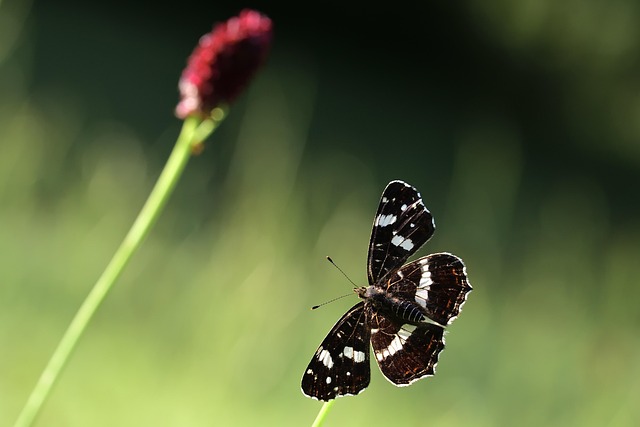 Bevis Giadda tweet media