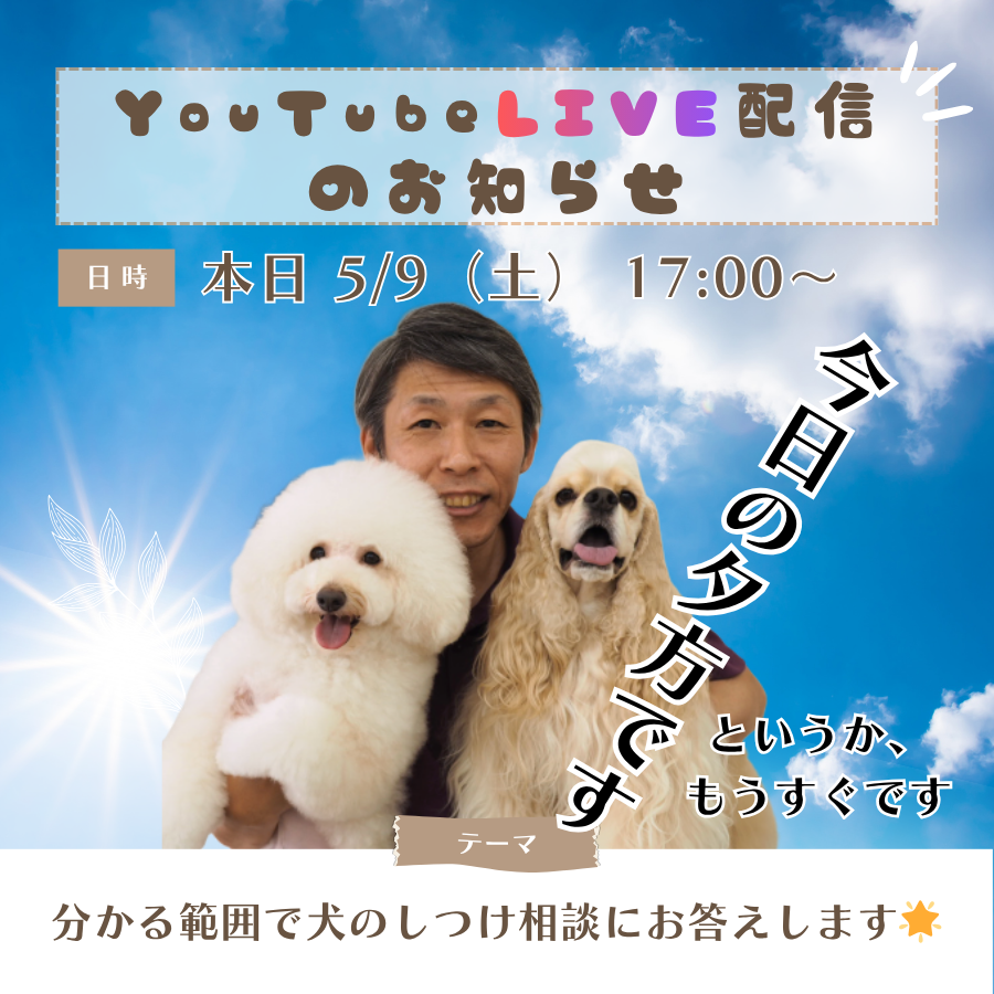 dogcatch's tweet photo. 【本日17時～】
この後、17時からYouTubeで犬のしつけ相談ライブを行います❣

犬のしつけでお悩みの飼い主さんがいらっしゃいましたら、分かる範囲でお答えしますのでぜひ遊びに来てください。

1時間くらいやってると思います。会場はこちら。
https://t.co/sGMy4ZUUZu https://t.co/Vqo0tbhVEX