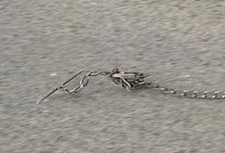 無事見つかりました！
既に飼い主の元に帰ってきてました✨️

２枚目の外されてたリードと脱走してる時の鎖（３枚目）が一致してるので間違いないと思います

拡散に協力して下さった方々ありがとうございます🙇