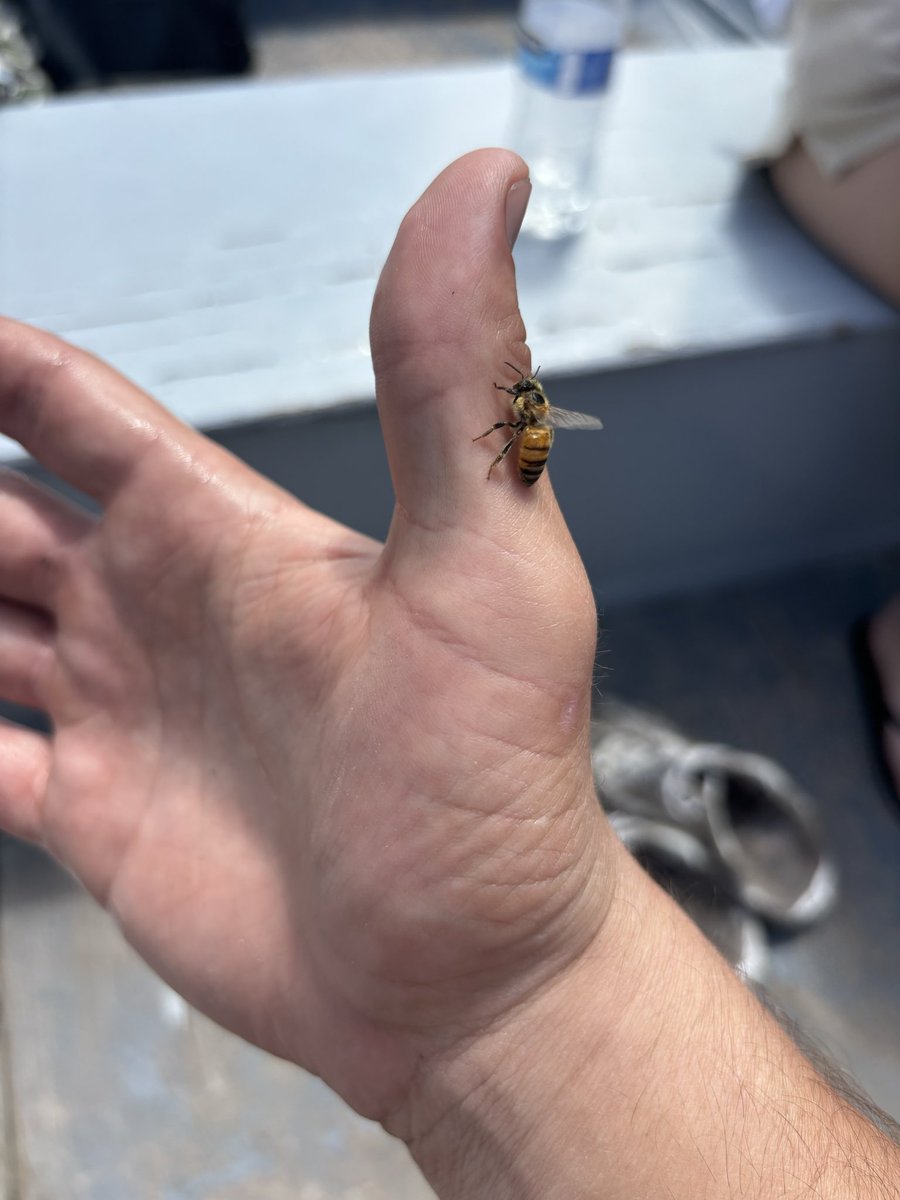 JamesxDub's tweet photo. Beeautiful lil friends https://t.co/3WXq6A0oid