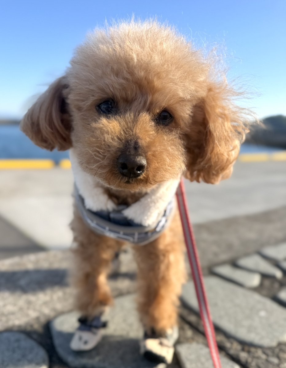 トイプー13歳シニア犬⭐︎ここあ tweet media