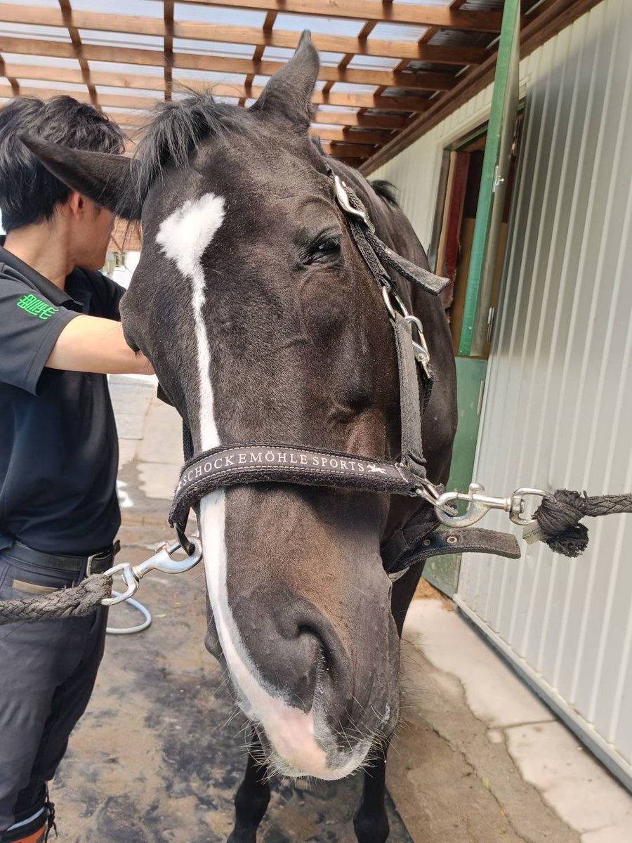 ndb_equestrian's tweet photo. ブラシ気持ちいぃぃぃ…
#スペイシー #ステイゴールド産駒 #農大馬術部 #馬術部 https://t.co/eCY7BCljoC