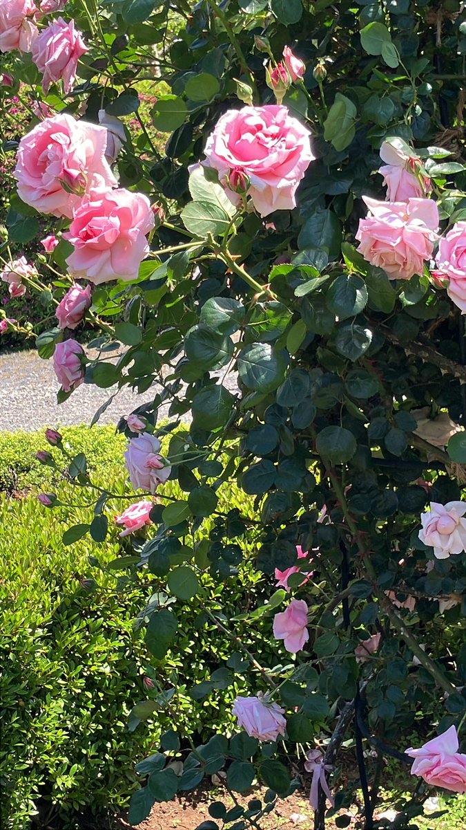 yujiv3's tweet photo. 同じバラなのに蔓と木で、さらに太い木と細い木の違いすごいあるな https://t.co/9FtjcGWupv