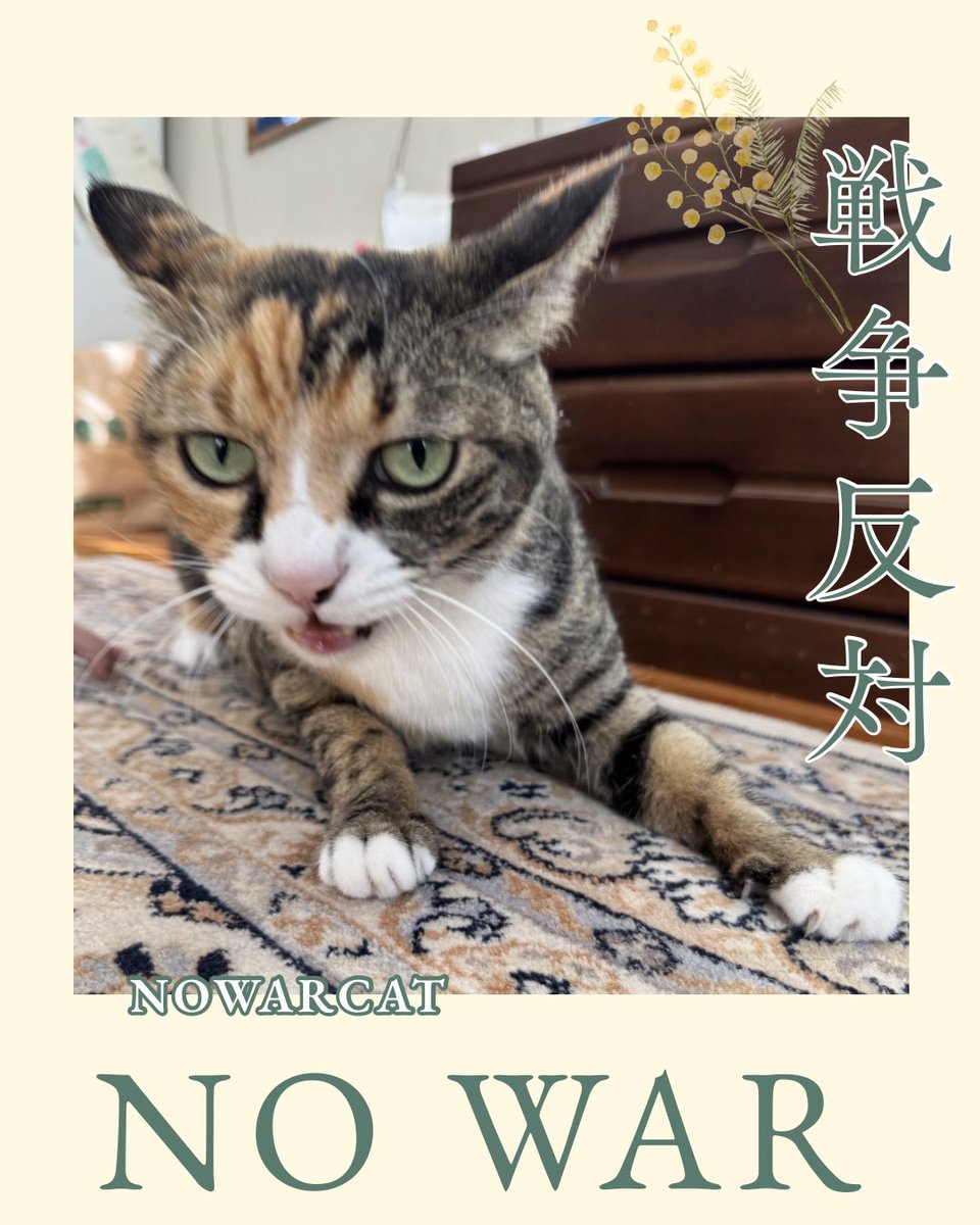 ayapeace9love's tweet photo. 実家の猫でバナー作成🐈
#NOWAR
#戦争反対
#NOWARCAT
#せーので言ってこ戦争反対 https://t.co/tHNhbJbgqw