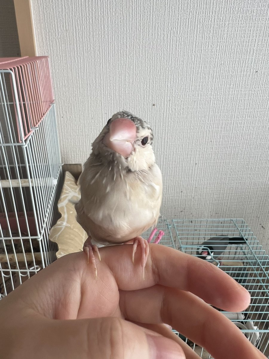 ピーちゃんとプリム tweet media