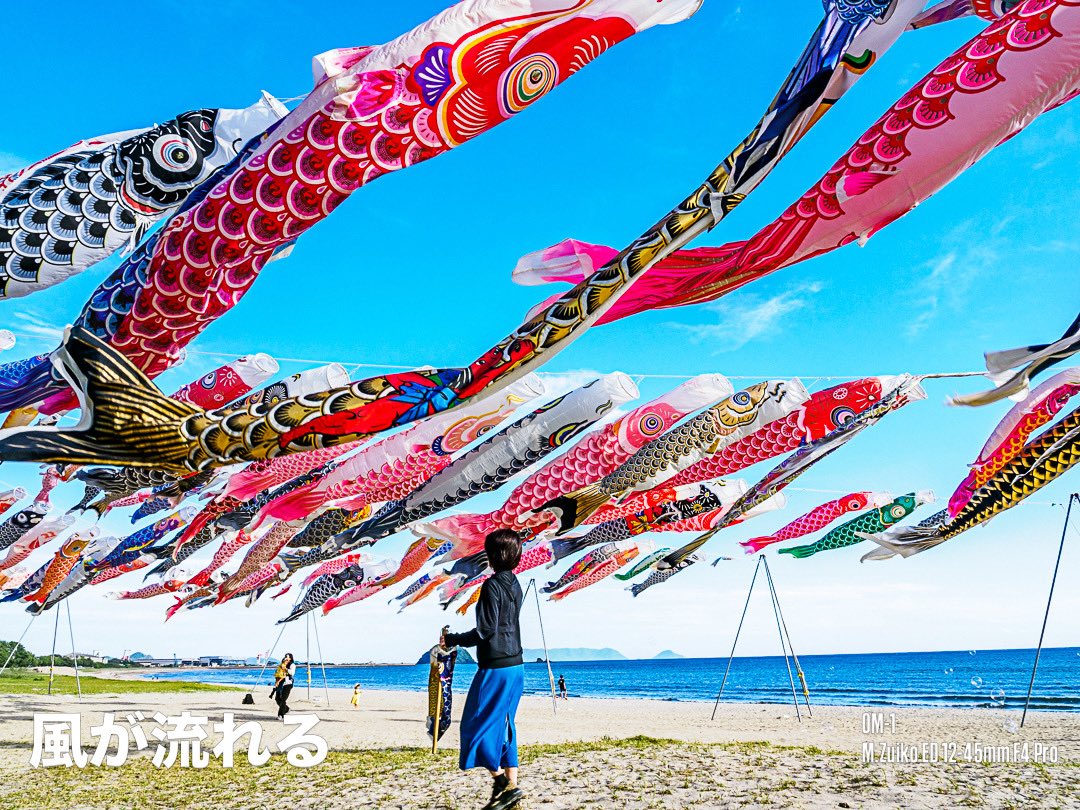 福袋 25点パック こいのぼり 五月 節句 6D 鯉のぼり