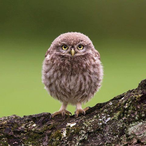 Owl tweet media
