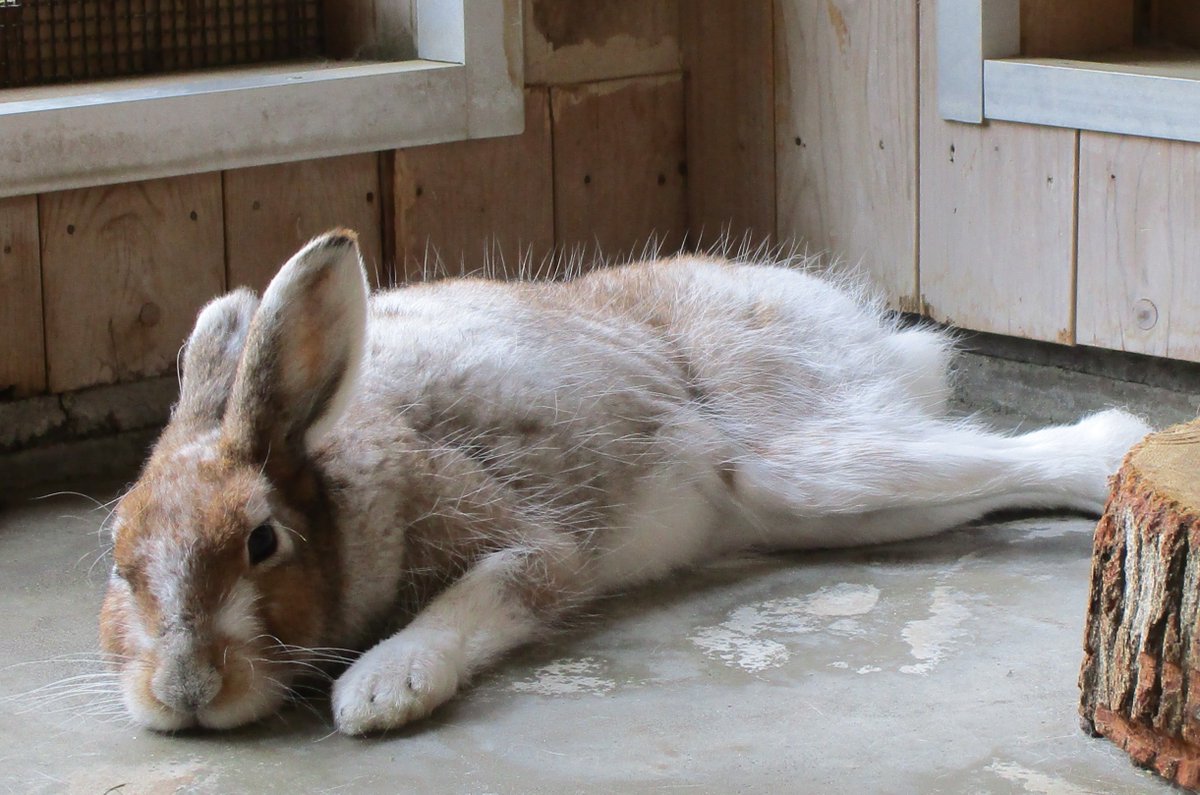 TamaZooPark's tweet photo. GWは過ぎましたが、本日5/9（土）は、気温も丁度良く過ごしやすい気候です。写真は脚を伸ばしてリラックスした様子のユキウサギ（換毛中）。
新緑の #多摩動物公園 で、ゆっくりとお過ごしください。
#ユキウサギ https://t.co/BtjM3AiZpN