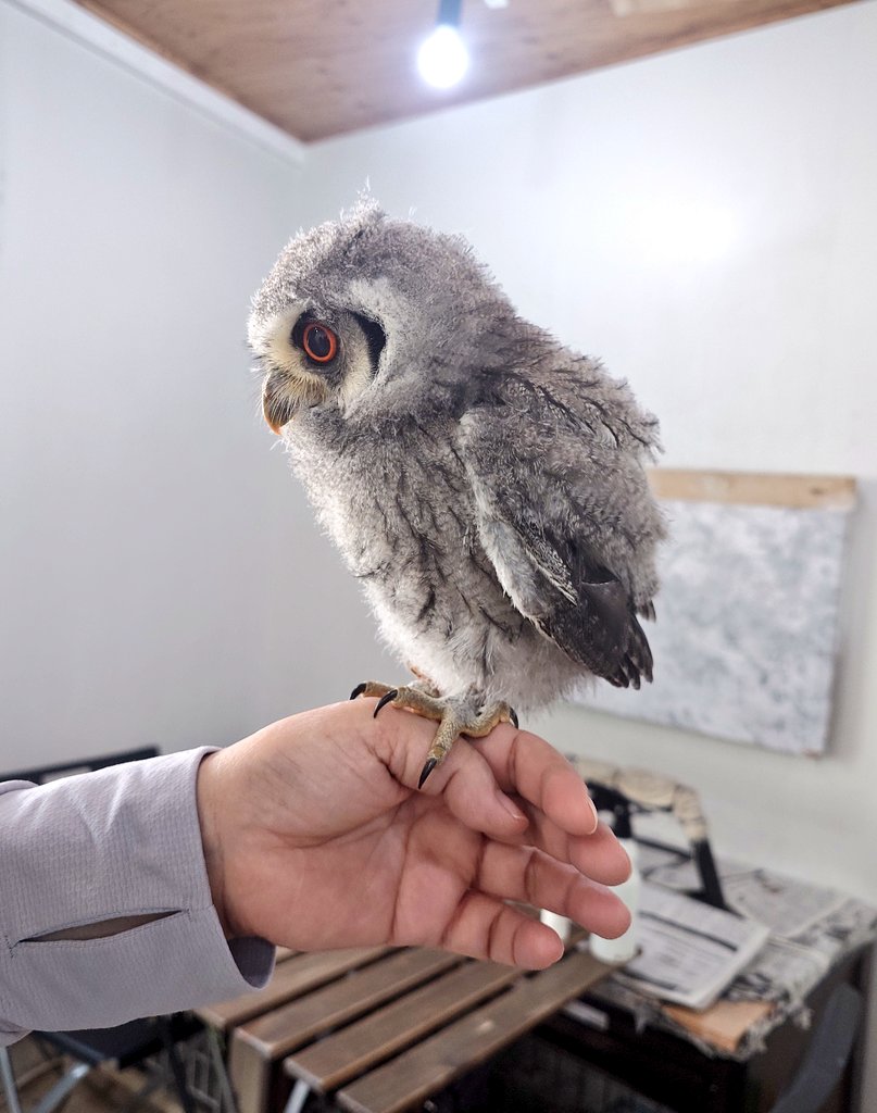 ふくろうの集うカフェQuill @中崎町🦉 tweet media