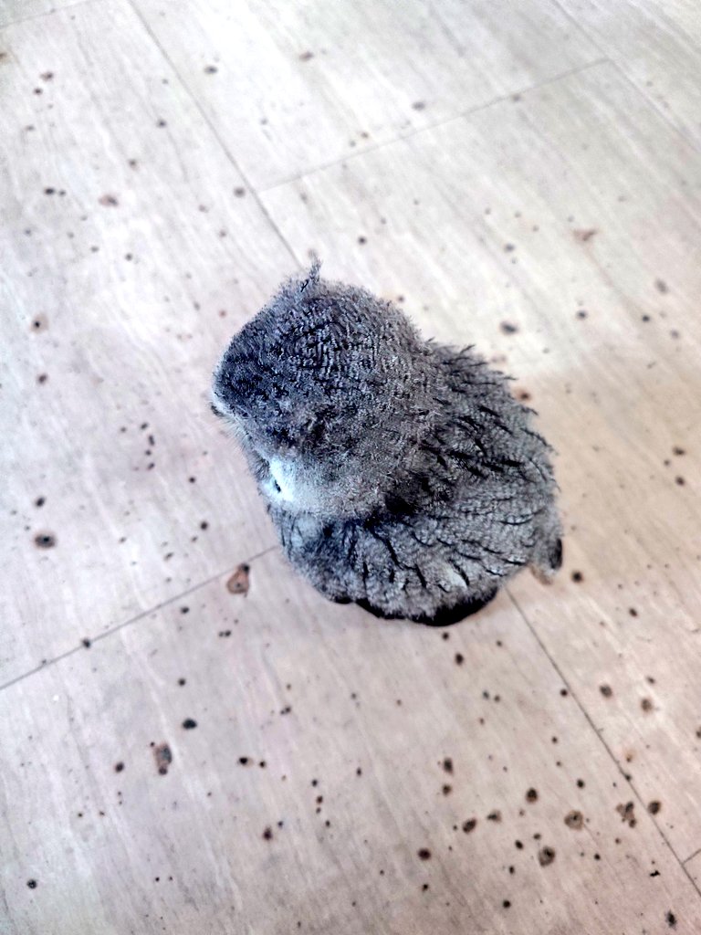 ふくろうの集うカフェQuill @中崎町🦉 tweet media