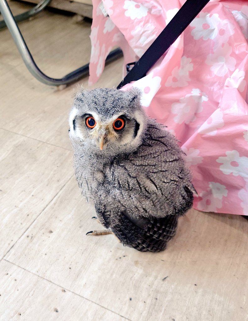 ふくろうの集うカフェQuill @中崎町🦉 tweet media