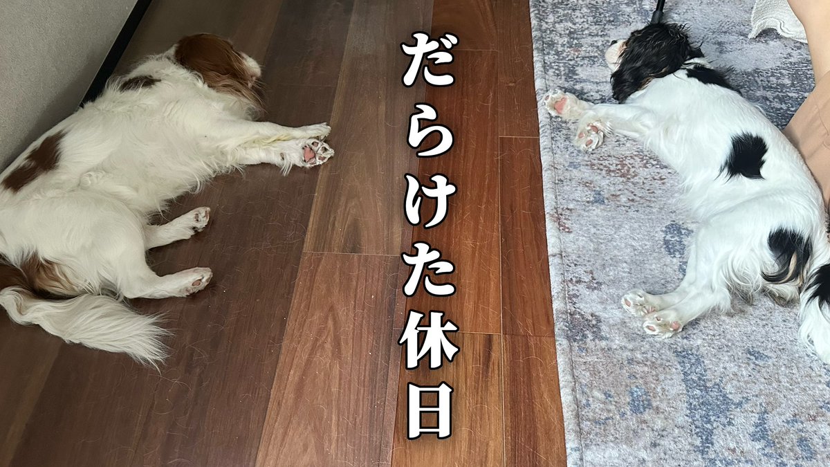 CavalierRucchan's tweet photo. 【YouTube更新】

せっかくの大型連休なのに
寝てばかりで時間が溶けちゃう休日🐶🐶

#子犬お迎え #子犬 #キャバリア #キャバリアるっちゃん #犬好きさんと繋がりたい #犬のいる暮らし

↓【🐶YouTube遊びにきてね🐶】↓
https://t.co/hz4hB0J2HA https://t.co/UZz0BiCEgV