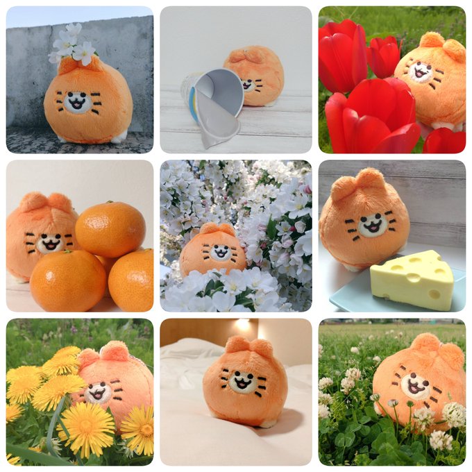 みかんねこページ 🌟ほっこり おとどけします🌟 かわいい みかんねこがなんと 血統書つき