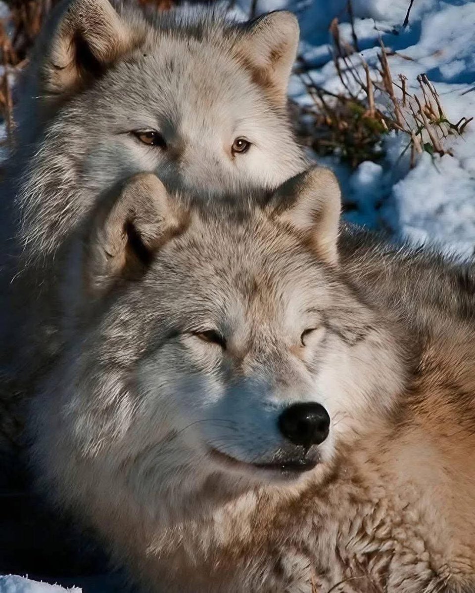 Wolf Empiree tweet media