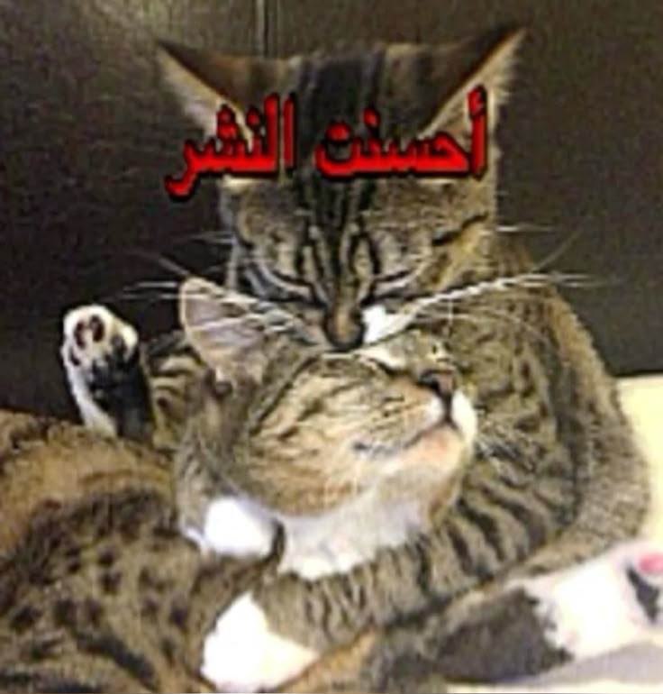 Stryker🪐24ʰᶻ|𝑽𝑰𝑰♛א𝑓x86؏🃁שׂתריכר|𐩢𐩪𐩬|ء tweet media