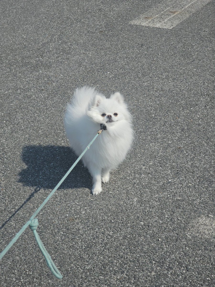 HODU_is_dog's tweet photo. 고집지려 https://t.co/rnvUo1zqUB