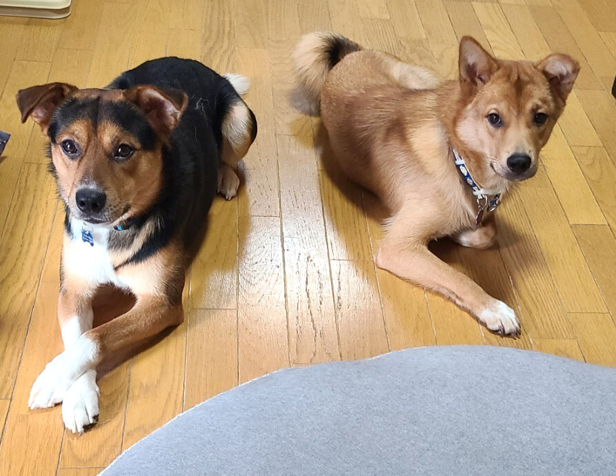 【#里親募集】「mix♂ 犬が大好き！「朔（サク）くん」」#栃木県 #栃木市 - 犬の里親募集(500436) pet-home.jp/dogs/tochigi/p… #保護犬 #保護犬を家族に #雑種犬 #中型犬 #中型雑種犬 #犬