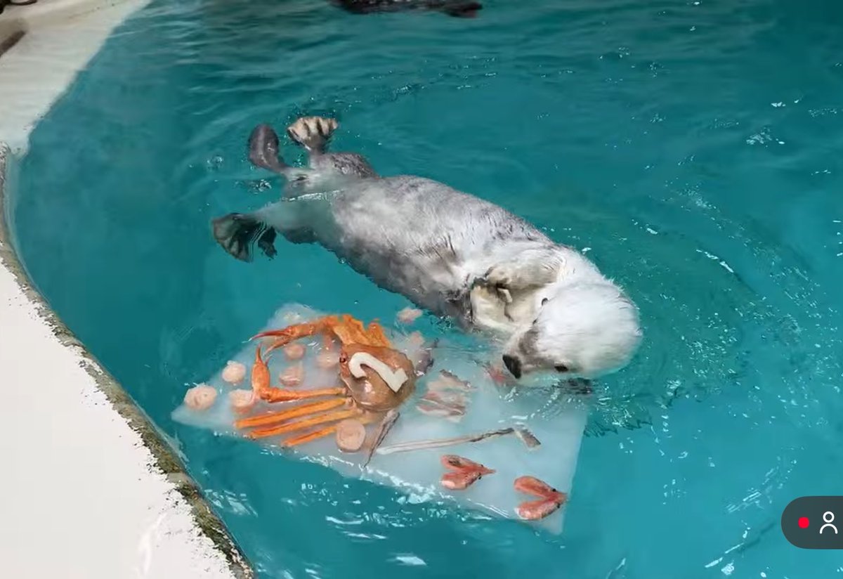 メイちゃん22歳おめでとう🦦 カニの花束ケーキ🦀💐かわいい