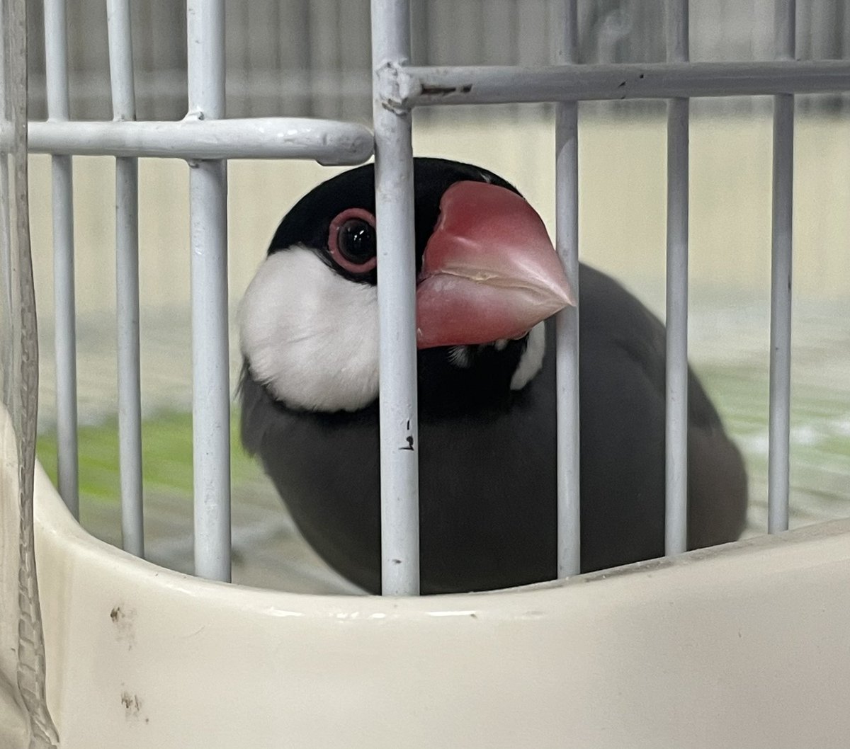 月亭八織 🌙落語と文鳥との暮らし🐥 tweet media