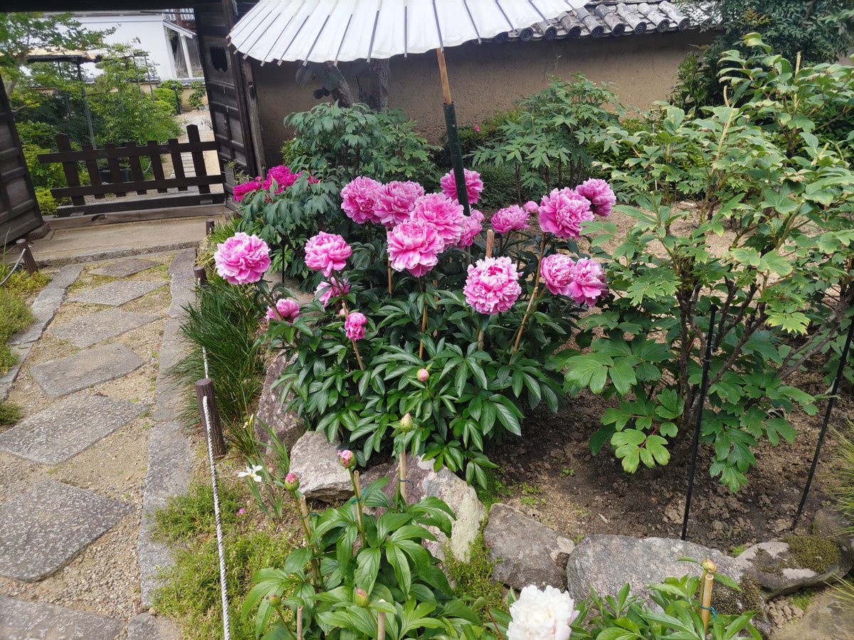 背中の鷲 tweet media