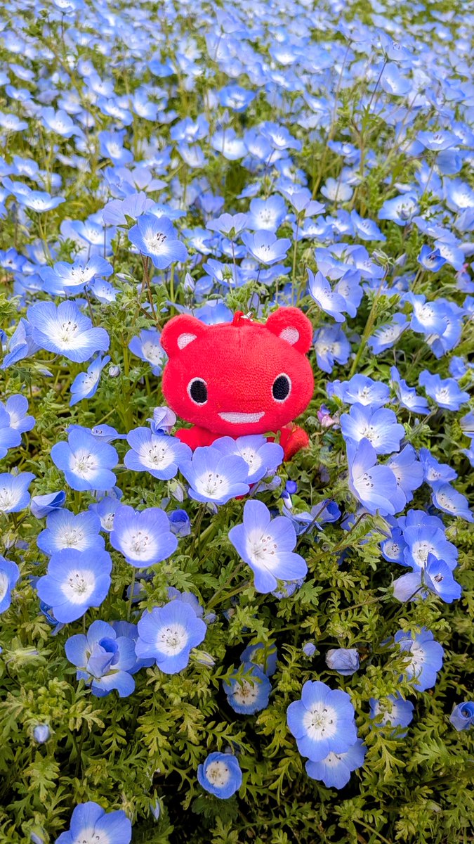 coopkobe_pr's tweet photo. ゴールデンウイークに こうべあぐりパークの #ネモフィラ の丘に行ってきました
一面やさしいブルーに覆われて...癒されました🙂
#コーすけ の赤色も映えますね☺️ https://t.co/6x75aCojHD