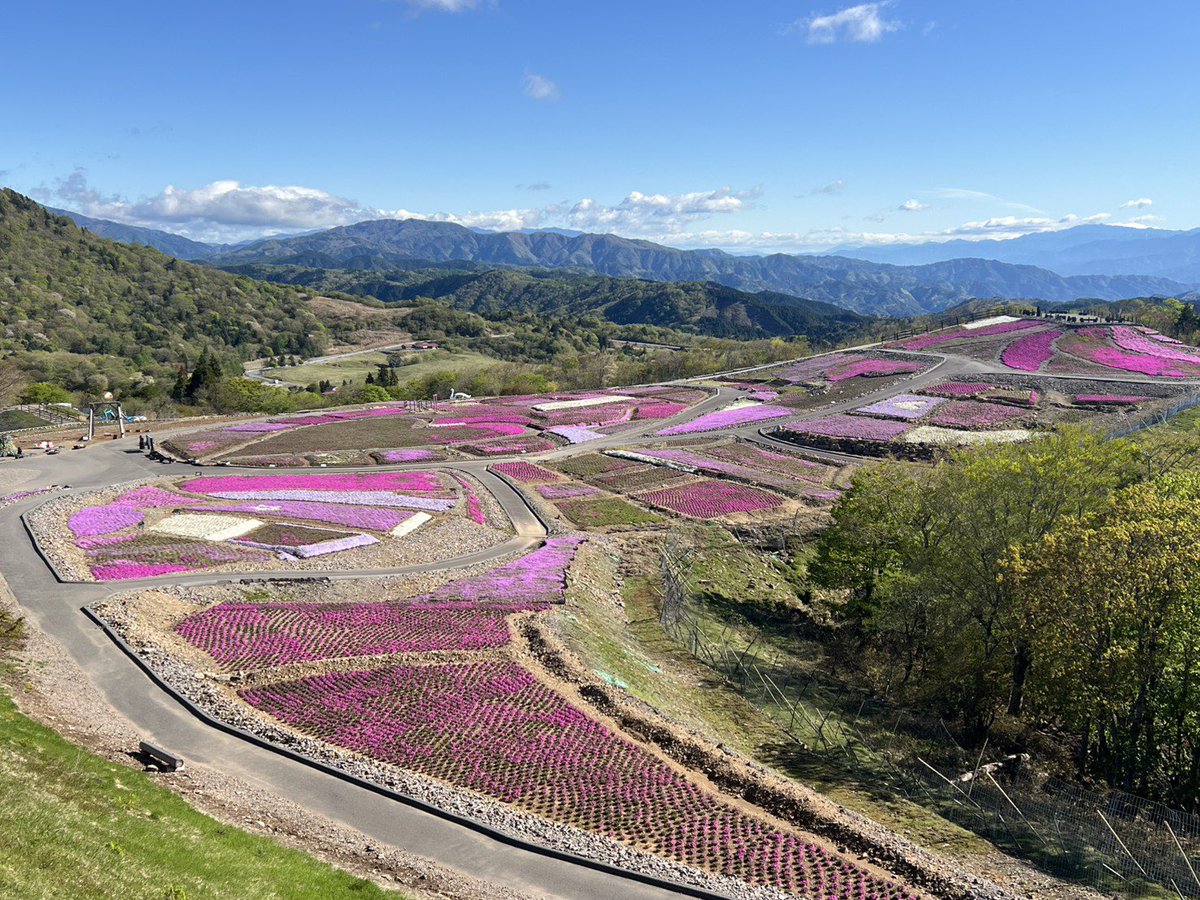 本日5/9より茶臼山高原の芝桜まつりスタートです。 現在4〜5割程度の