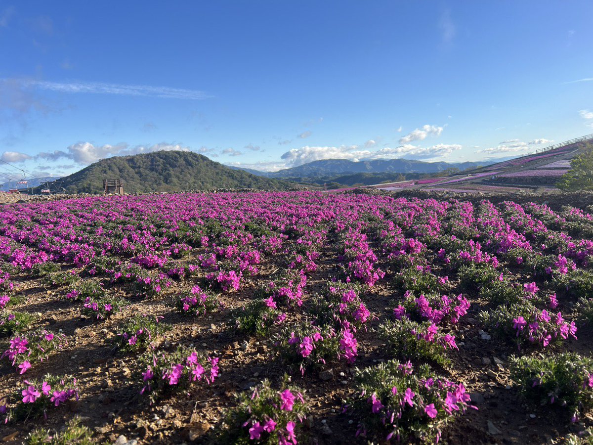 本日5/9より茶臼山高原の芝桜まつりスタートです。 現在4〜5割程度の