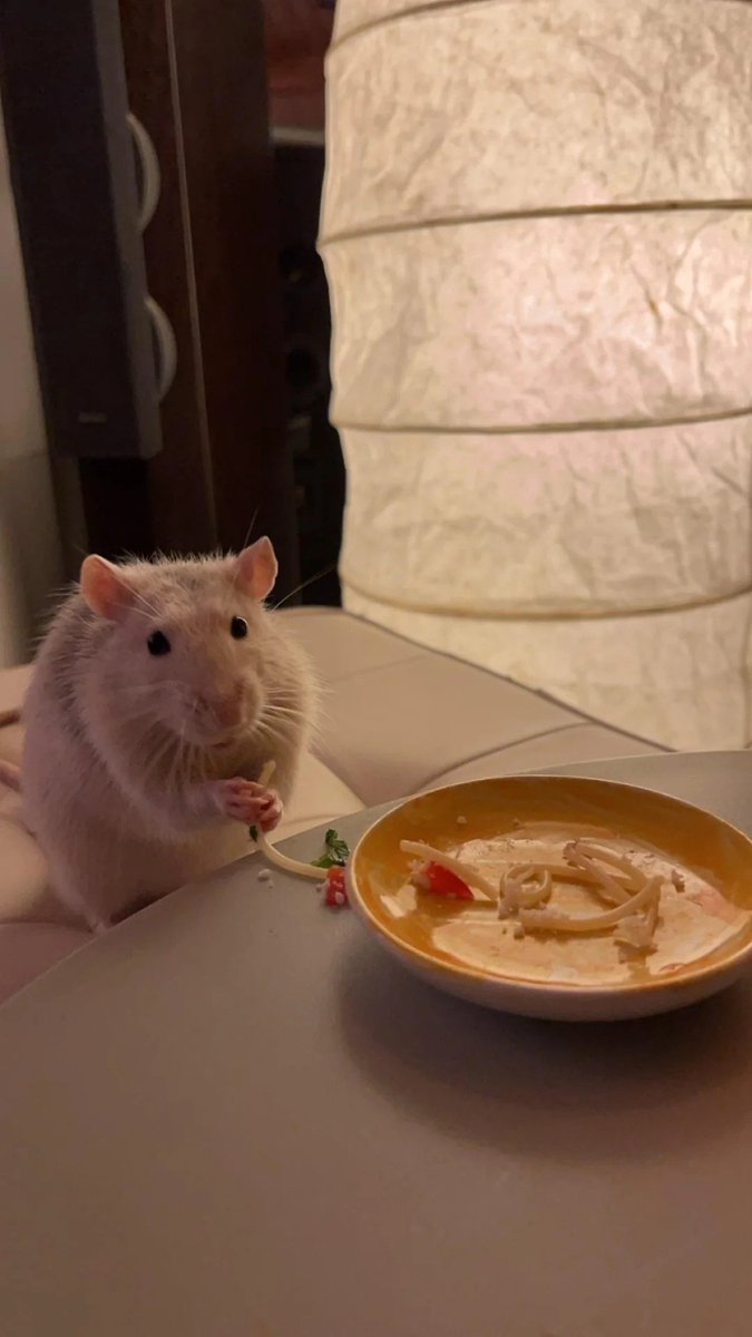 Rats tweet media