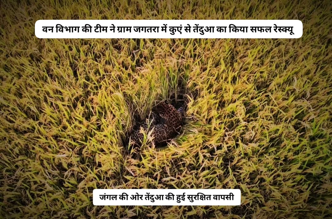 Balod tweet media